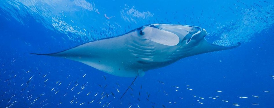 Coiba National Park, a UNESCO World Heritage Site in Panama